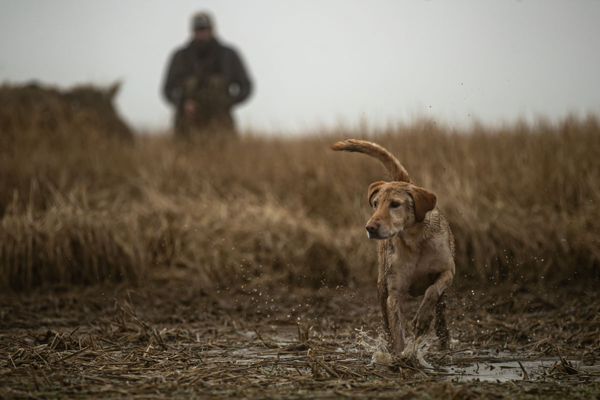 Yellow Lab running through field water