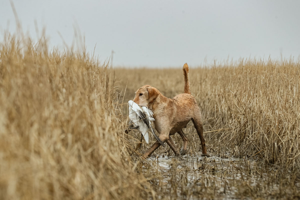 Retriever carrying a bird through marsh grass