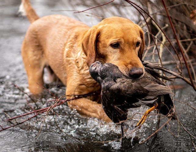 Yellow Lab retrieving a bird from water
