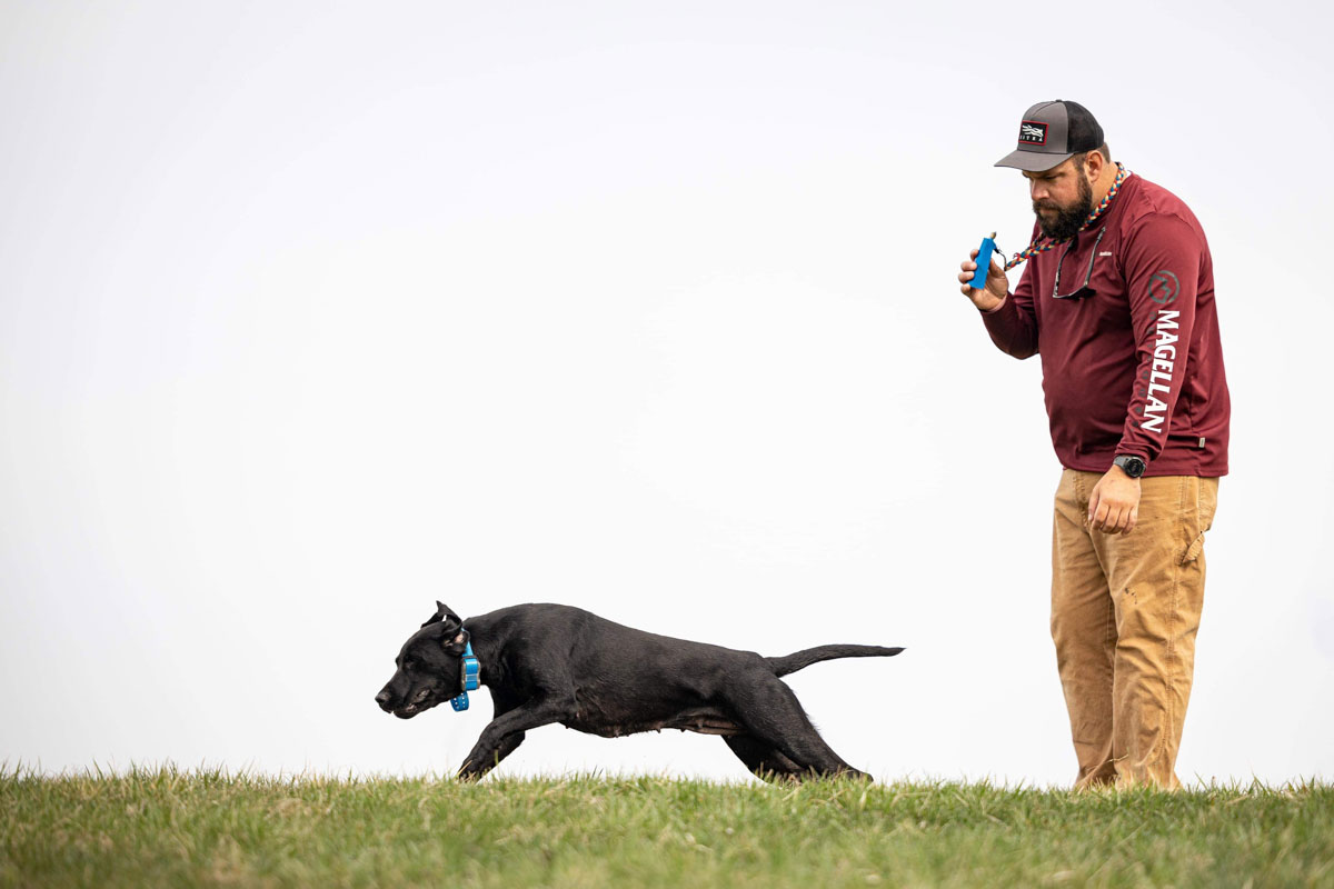 Ian training a black Lab in the field